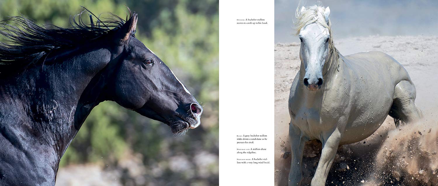 Wild Horses Of The West Book - Image 3