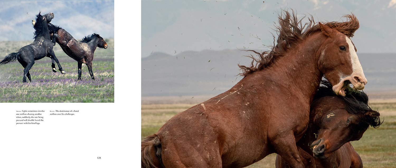 Wild Horses Of The West Book - Image 4