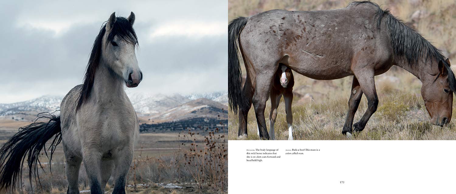 Wild Horses Of The West Book - Image 5
