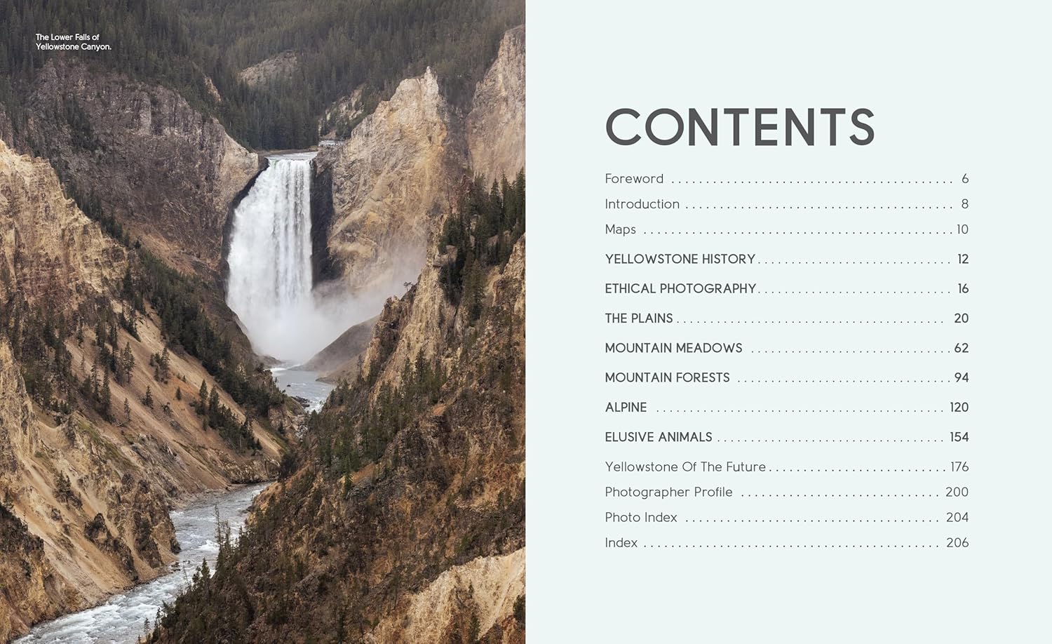 Wild Wonders: The Untamed and Enigmatic Animals that Inhabit Yellowstone National Park - Image 2