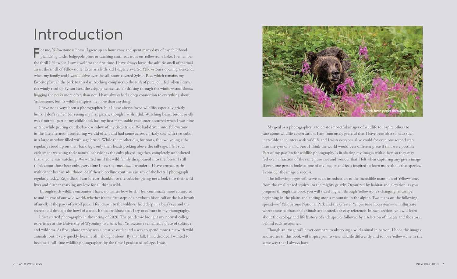 Wild Wonders: The Untamed and Enigmatic Animals that Inhabit Yellowstone National Park - Image 3