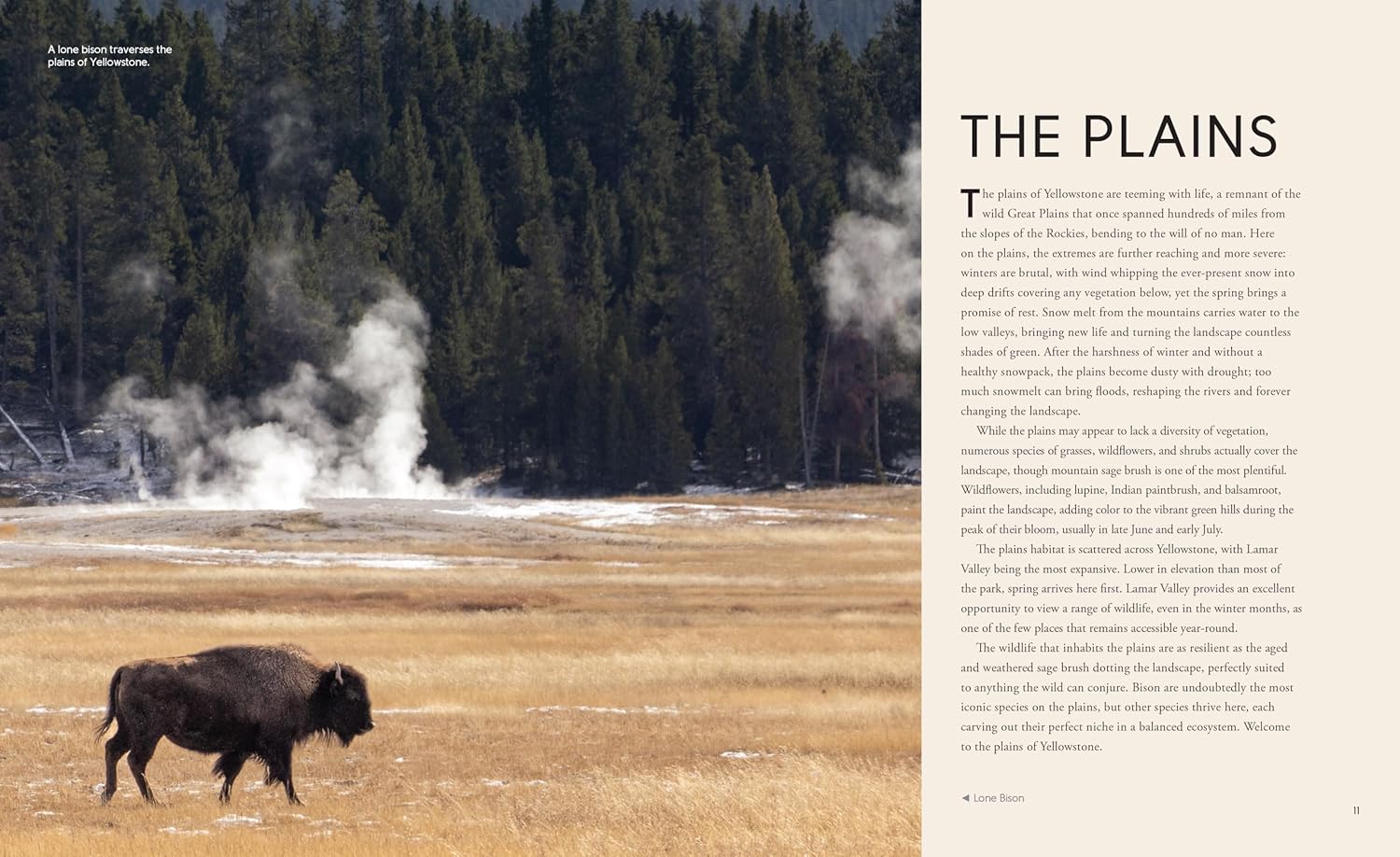Wild Wonders: The Untamed and Enigmatic Animals that Inhabit Yellowstone National Park - Image 4
