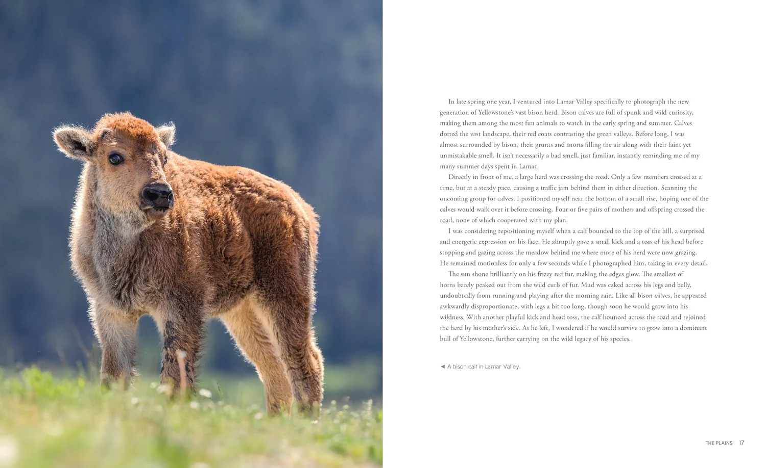 Wild Wonders: The Untamed and Enigmatic Animals that Inhabit Yellowstone National Park - Image 7
